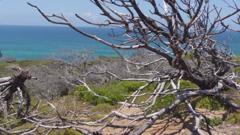 Un-Remanente-De-árboles-De-Incendios-Forestales-Pasados-Por-La-Hermosa-Costa-Portuguesa-Con-El-Océano-Atlántico-En-El-Fondo