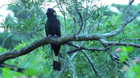 Cacatúa-Negra-De-Cola-Amarilla-Posada-Tranquilamente-En-Una-Rama,-Follaje-Verde,-Primer-Plano,-Illawarra,-Nsw,-Australia,-4k-60fps