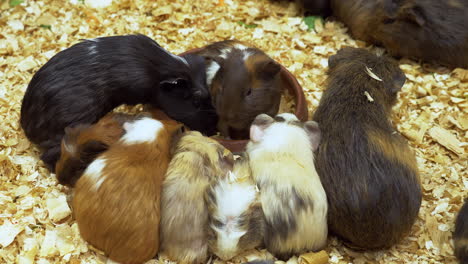 Close-up-of-hamsters-nibbling-and-eating-their-food-from-a-clay-bowl-inside-a-cage-in-a-zoo-in-Bangkok,-Thailand