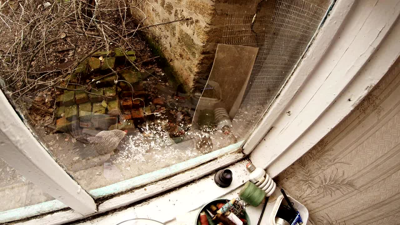 Observing Through The Window Like a Rooster Examines the Place of Cutting Chicken by Kite in Rural Yard in Early Spring