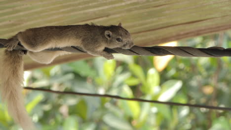 squirrel resting on electric pole's electrical wire