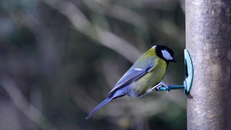 4k slow motion footage of a bird landing on a bird seeder and eating seeds