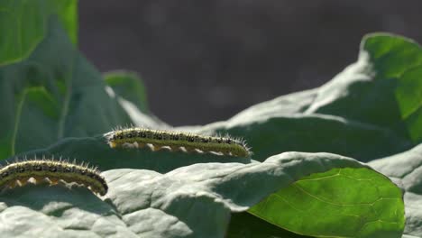 caterpillars on a leaf