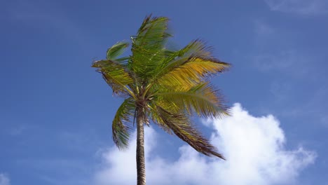 Green-palmtree-on-a-beach-in-Guadeloupe