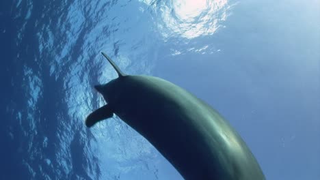 bottlenose dolphin, tursiops truncatus plays in front of the camera in clear blue water of the south pacific ocean before swimming to the surface