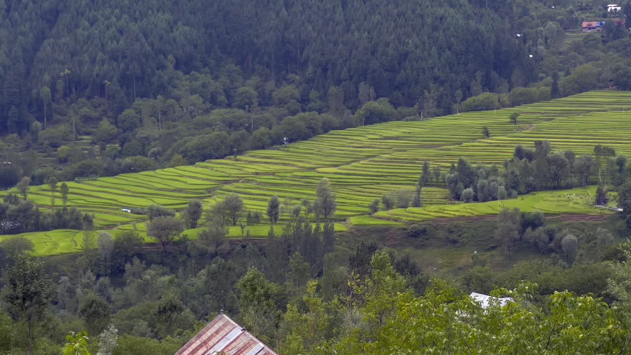 Stunning Aerial View of Lush Green Rice Terraces in a Mountain Valley
