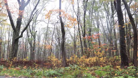 side of the road autumn colors