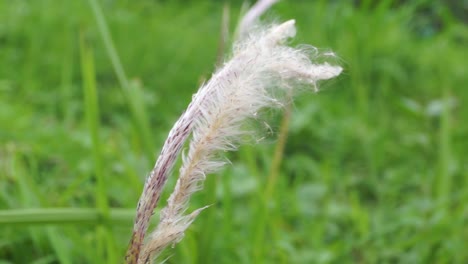 Weißes-Wollgras,-Das-Im-Wind-Auf-Dem-Grünen-Grashintergrund-Weht