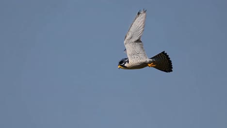 peregrine falcon in flight with glasses