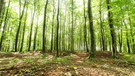 Timelapse-of-scandinavian-green-forest-with-leaves-on-ground