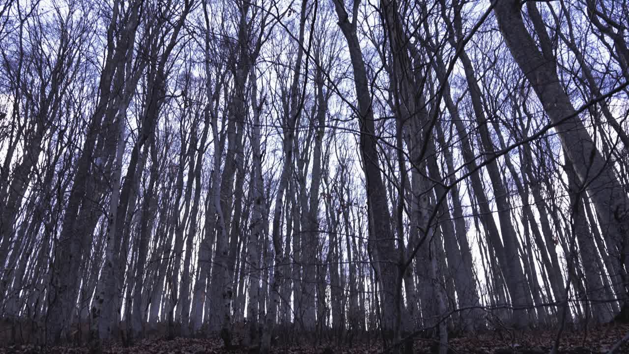 Upward camera movement filming fallen autumn leaves, forest, trees and tree tops with branches with clear blue sky at the top as the camera slows down