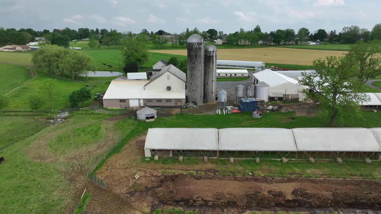 Farmstead with silo storage and barn in american rural countryside. Black cows on grass field during cloudy day. Aerial lateral wide shot. Green trees in spring season. Housing area with water towers.