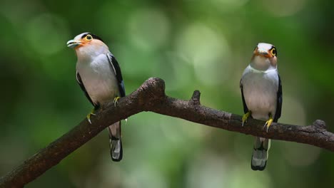 Gesehen,-Wie-Sie-Zusammen-Sitzen-Und-Sich-Gegenüberstehen,-Als-Sie-Dabei-Sind,-Ihren-Nestlingen-Nahrung-Zu-Liefern,-Silberbrust-Breitschnabel,-Serilophus-Lunatus,-Kaeng-Krachan-Nationalpark,-Thailand