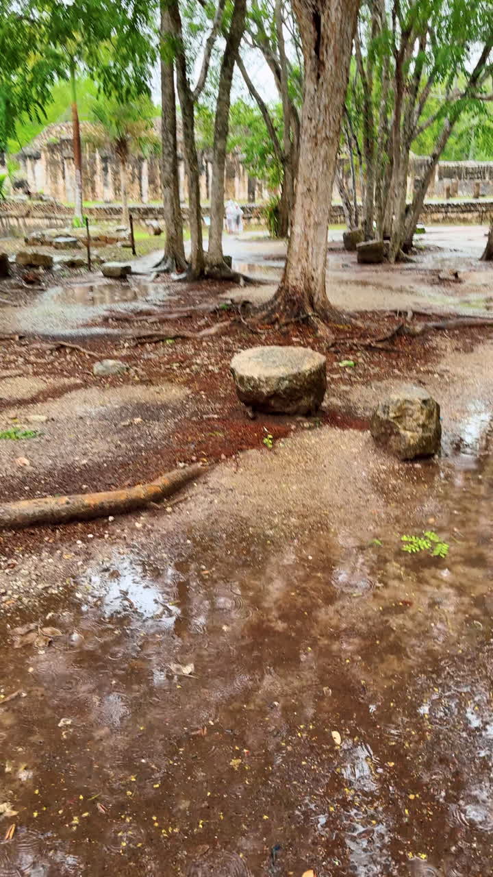 Terreno bagnato e alberi in un sito archeologico dopo la pioggia. Pozzanghere su un sentiero sterrato circondato da alberi alti con rovine di pietra sullo sfondo.
