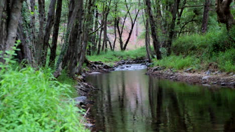 A-calm-shallow-river-runs-through-a-Mediterranean-forest,-on-a-Mediterranean-island