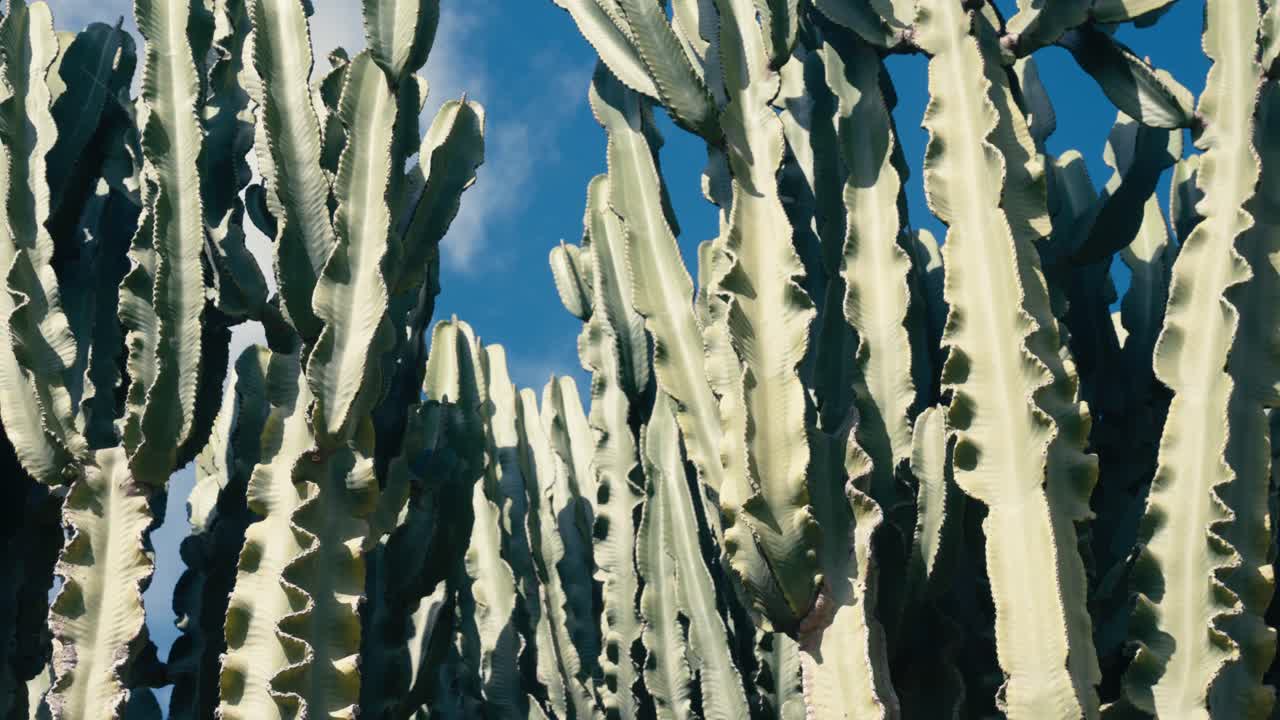 Succulent Plants In The Wild - Close Up