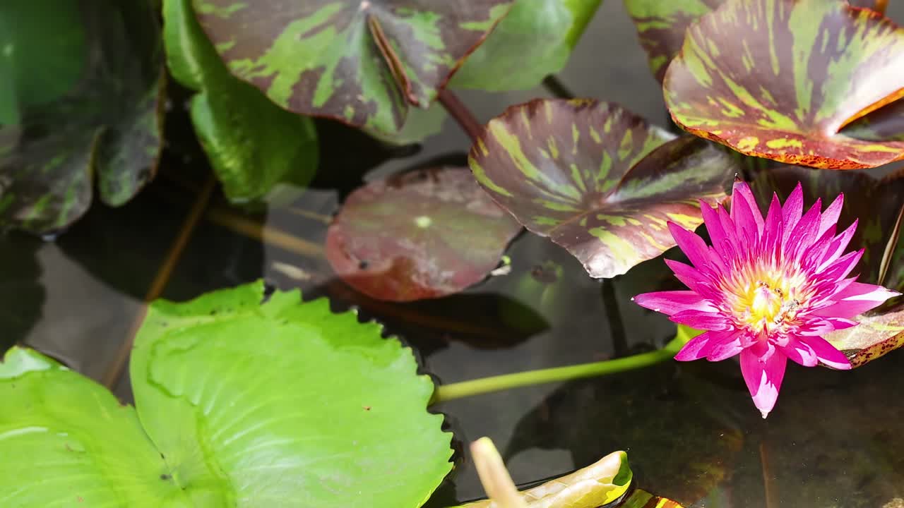 Close-up view of vivid pink and white lotus flowers surrounded by lush green leaves and tall grass.