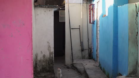 Gato-En-Un-Aliado-En-La-Habana-Cuba-Durante-El-Dia