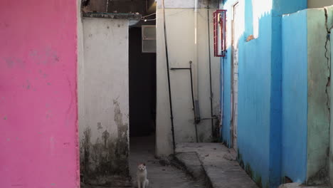 gato en un aliado en la habana cuba durante el dia