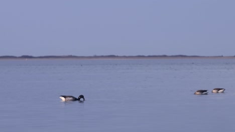 Cape-Cod-Leuchtturm