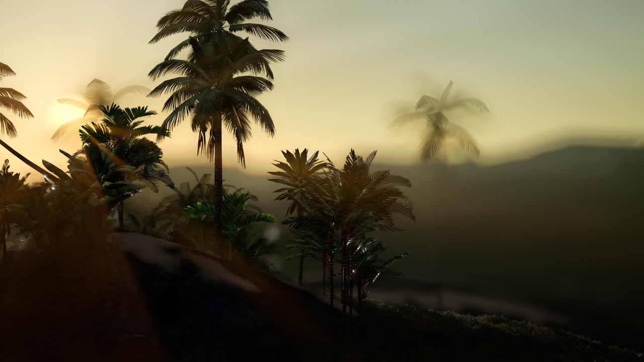 View of the Palm Trees in Fog
