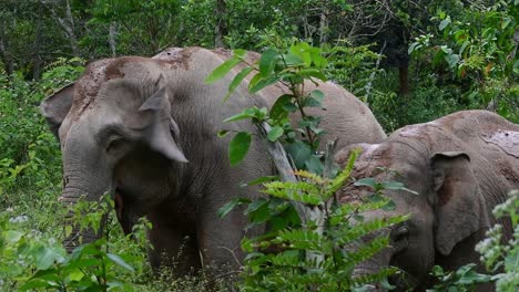 the asiatic elephants are endangered species and they are also residents of thailand