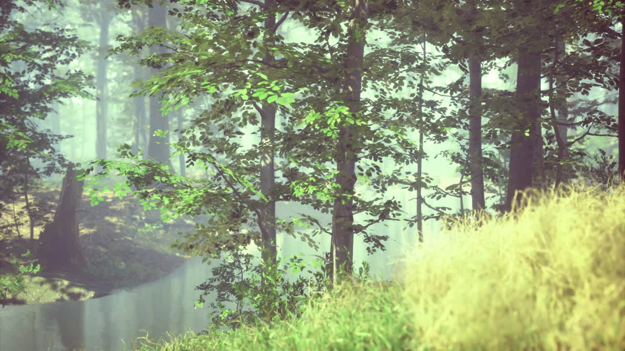 Beautiful forest landscape with trees and a serene stream flowing through