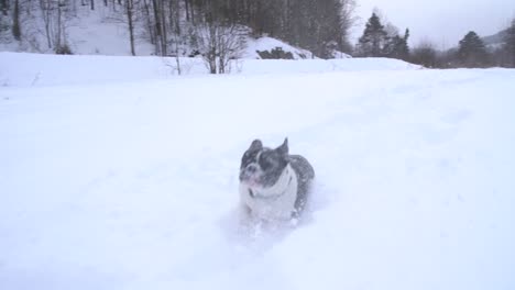 french bulldog running in snow puppy running in snow