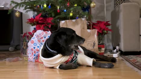 a black senior labrador dog wearing a christmas-themed sweater lies on the ground in front of a decorated christmas tree and gifts