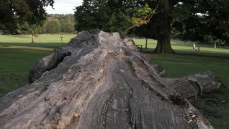 Old dead fallen rotting  tree in park
