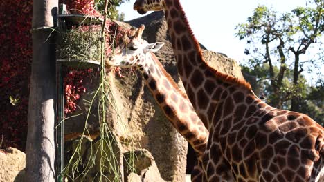 giraffe feeding on leaves in a zoo enclosure