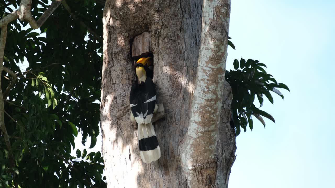 cabeza enterrada profundamente en la madriguera mientras atiende a la hembra dentro de su nido, gran cálao buceros bicornis, parque nacional khao yai, tailandia