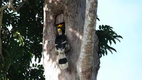 Head-buried-deep-into-the-burrow-while-tending-the-female-inside-their-nest,-Great-Pied-Hornbill-Buceros-bicornis,-Khao-Yai-National-Park,-Thailand