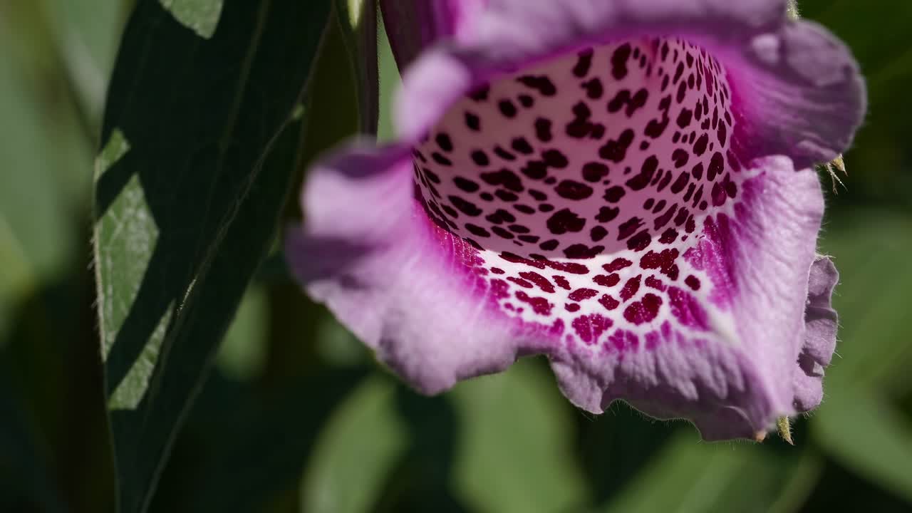 Close-up video of a pink flower with textured petals, captured from a side angle