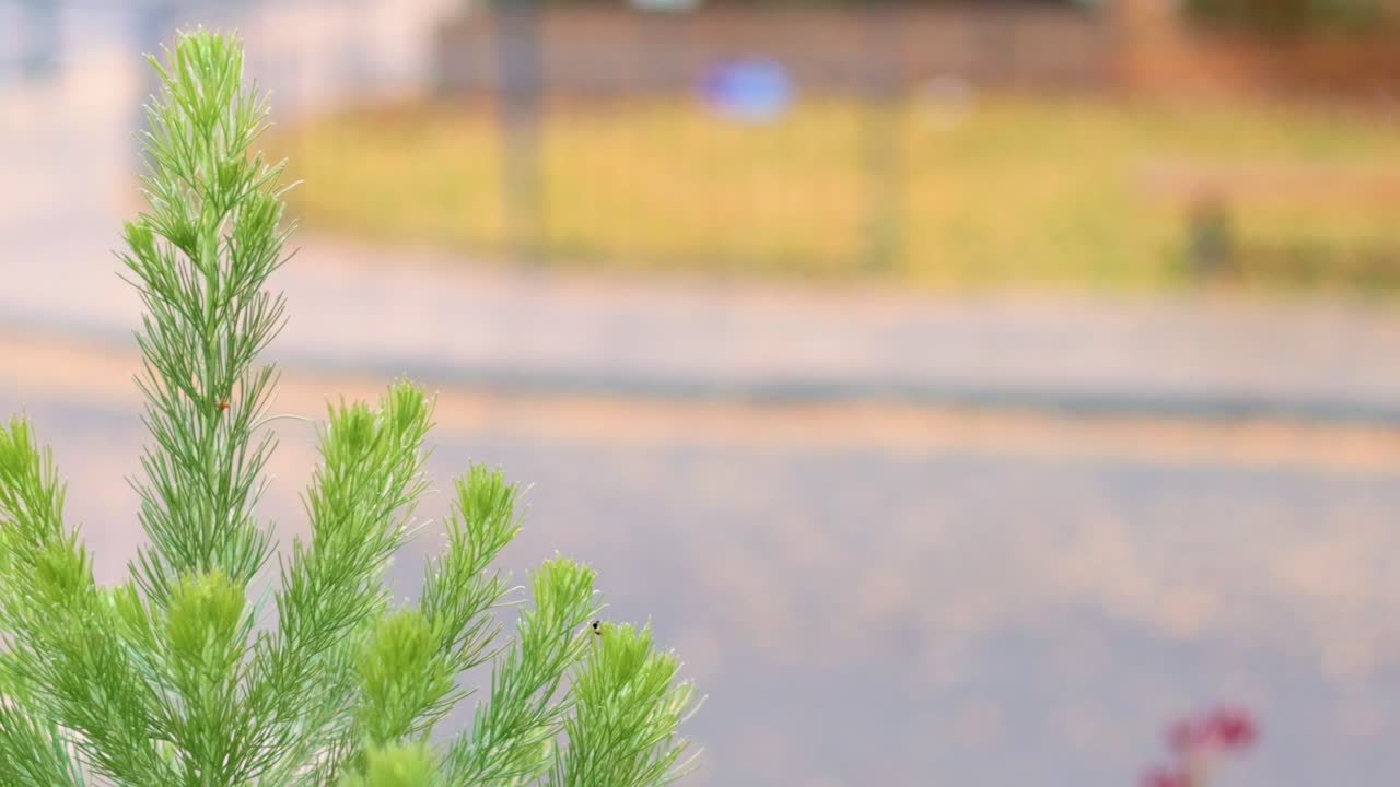 소나무 가지가 흐릿한 도시 배경에 부드럽게 바람에 흔들려 자연의 조용한 순간을 포착합니다.