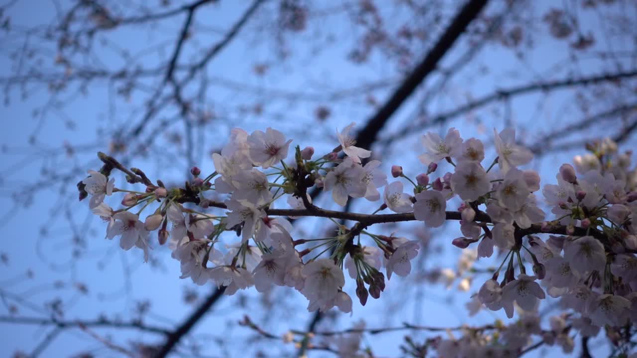 Bellissimo ramo d'albero con fiori di Sakura che sbocciano contro il cielo blu.