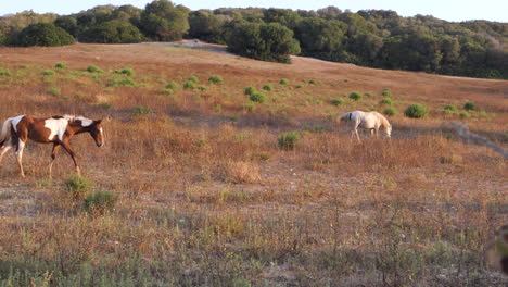 group of horses in liberty feeding on the island of minorca, balearic islands in spain