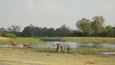 Extreme-Weite-Aufnahme-Von-Ebenenzebras-Und-Tsessebes,-Die-Am-Fluss-Trinken,-Khwai-Botswana