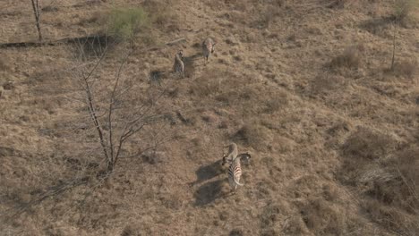 Antena-Drone-De-Manada-De-Cebras-Con-Una-Cebra-Bebé-En-La-Mañana-Fría-Y-Salvaje