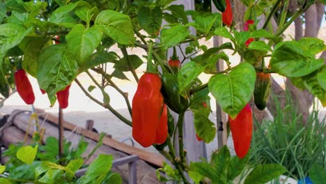 Gartenpflanze-Mit-Roten-Und-Grünen-Chilischoten,-Die-An-Der-Chilipflanze-Hängen,-Nahaufnahme