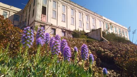 gimbal shot booming up from purple flowers to the main cellblock on alcatraz island in the san francisco bay