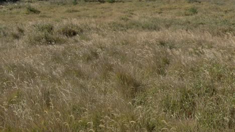 dolly shot of tall grass in colorado meadow, late summer