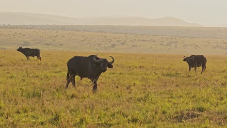 Slow-Motion-of-African-Buffalo-Herd,-Africa-Animals-on-Wildlife-Safari-in-Masai-Mara-in-Kenya-at-Maasai-Mara-National-Reserve,-Beautiful-Golden-Hour-Sunlight-Light-in-Savannah-Scenery