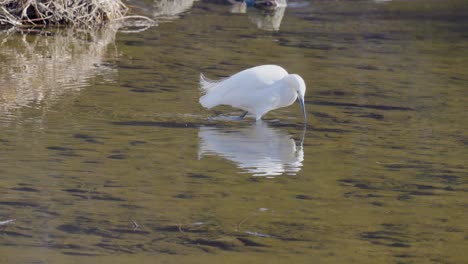 Reflejo-En-El-Agua-De-La-Garceta-Blanca-Cazando-Peces-En-Un-Río