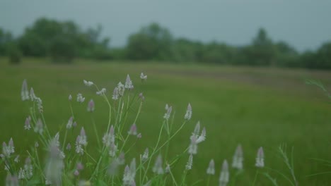 A-group-of-delicate-white-plants-takes-lateral-stage-with-their-lush-green-forest-surroundings-providing-a-beautiful-yet-unfocused-backdrop