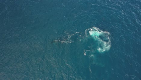 Vista-Aérea-Aérea-De-La-Respiración-De-La-Ballena-Jorobada-Sobre-El-Paisaje-Marino.