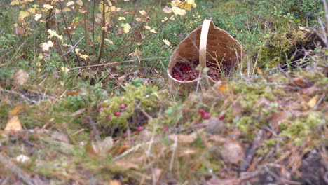 arándanos rojos saludables y nutricionales en una cesta nórdica tradicional en un bosque de otoño de mossin verde
