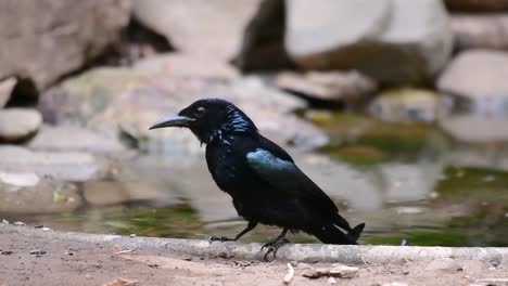 the hair-crested drongo or is a bird in asia from the family dicruridae which was conspecific with dicrurus bracteatus or spangled drongo in which it can be tricky to differentiate from each other