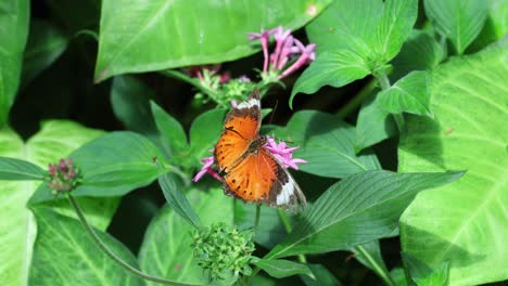 orange butterfly on pink flowers