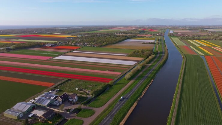 Vista aerea di campi di fiori in fiore accanto all'autostrada nella campagna olandese